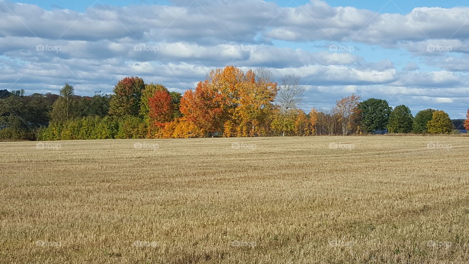 Colorful trees by field in Sweden
