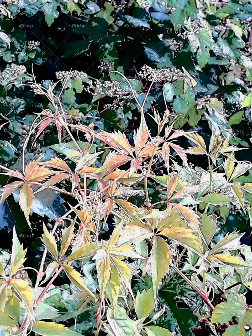 virginia creeper new  shoots in the morning