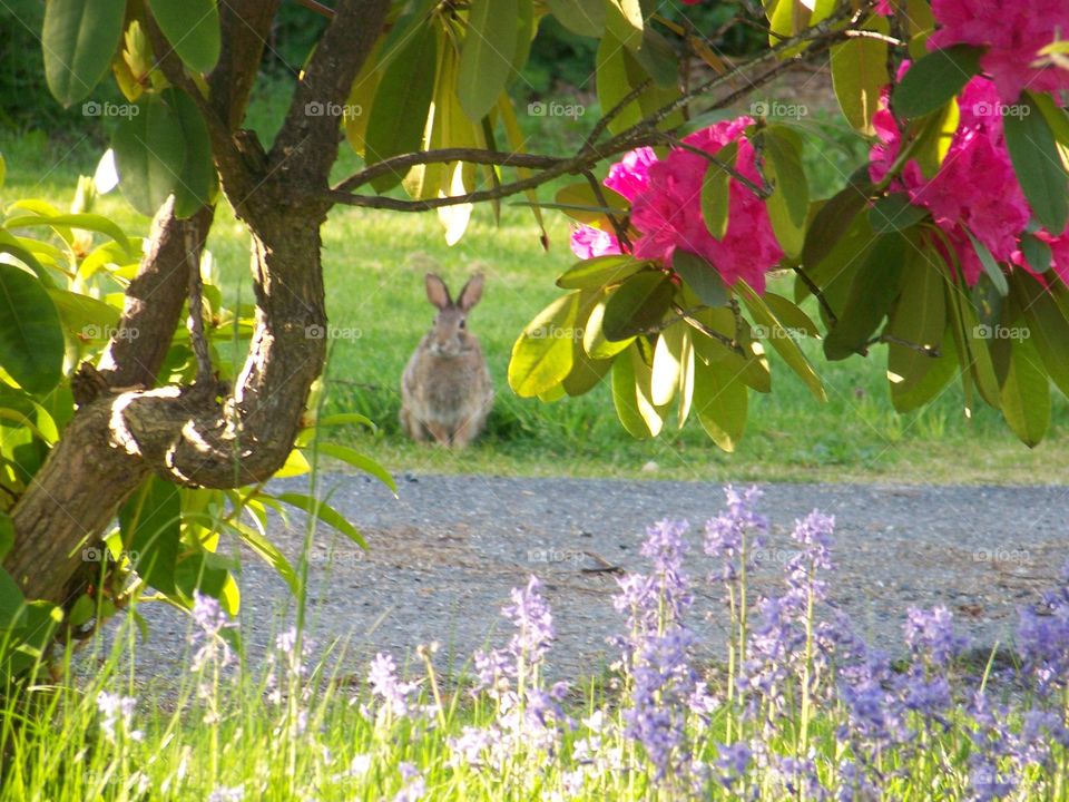 wild rabbit. in backyard