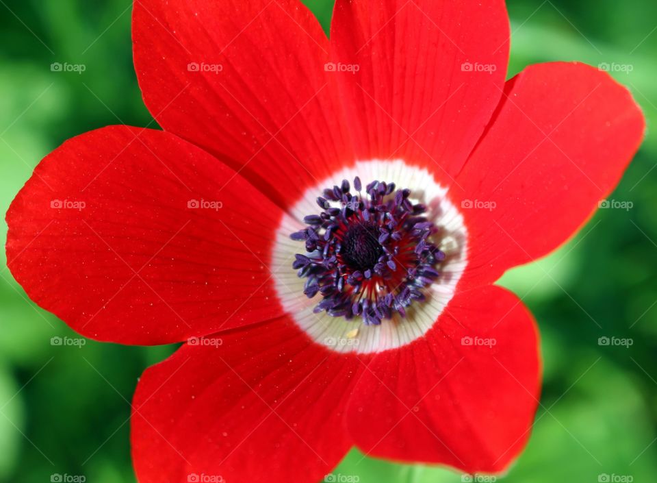 Wild poppy flower in the field