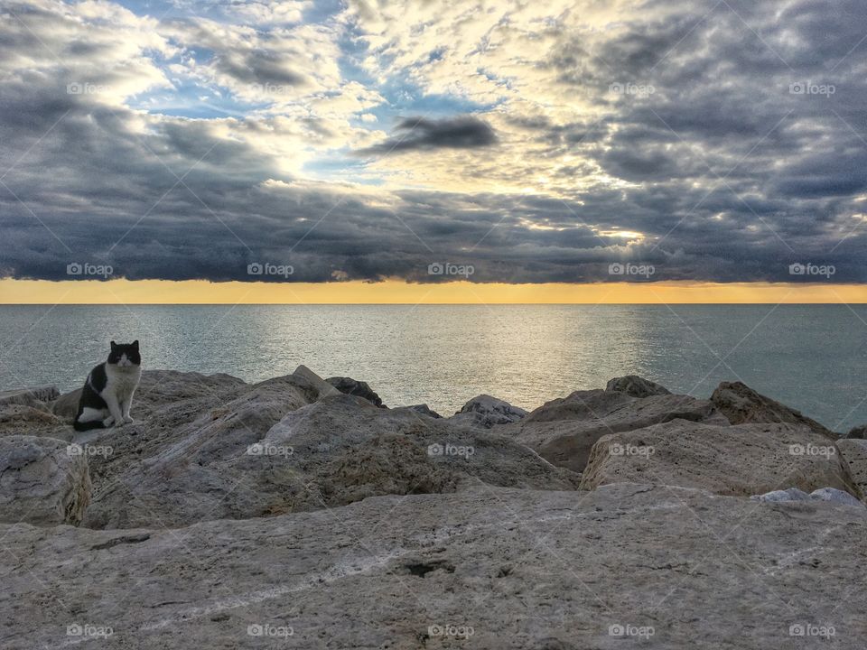 Cat sitting on rock at beach