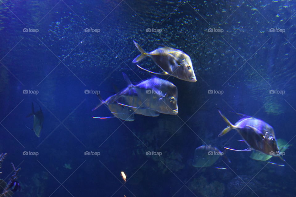 Tropical fish on the run