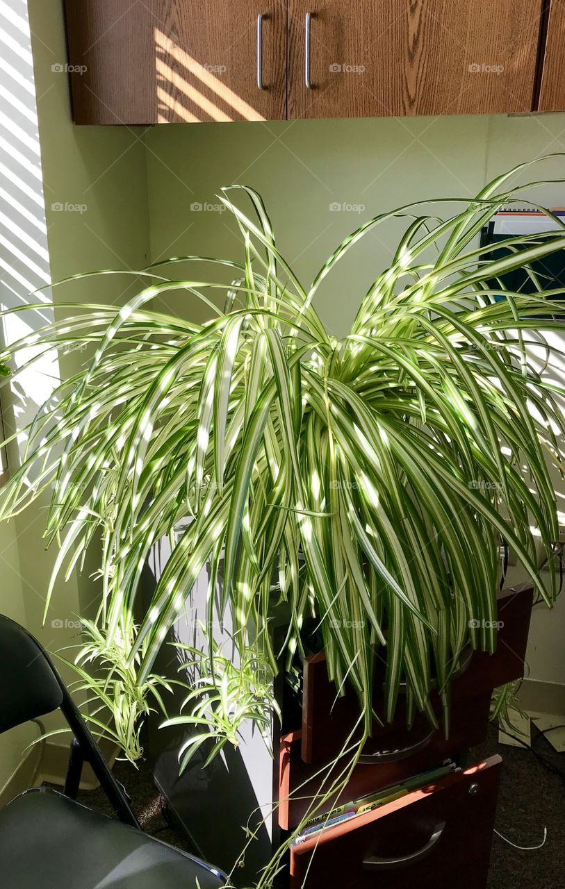 Spider plant at work 