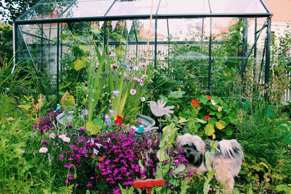 A puppy in the garden