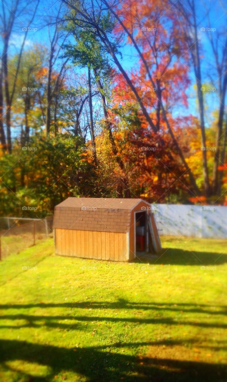 Shed in the backyard
