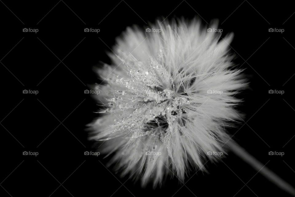 dewdrops on dandelion plant