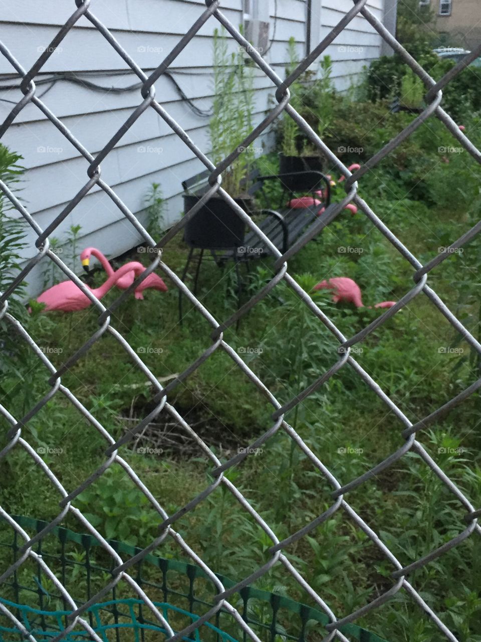 Pink flamingo backyard! 