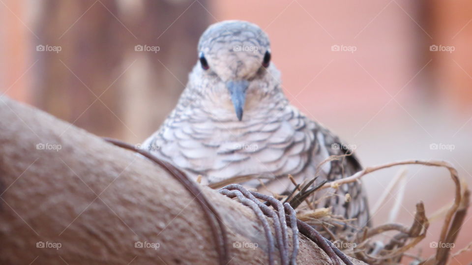 mother bird in the nest... dove - gray is a columbiformes bird in the Columbidae family.