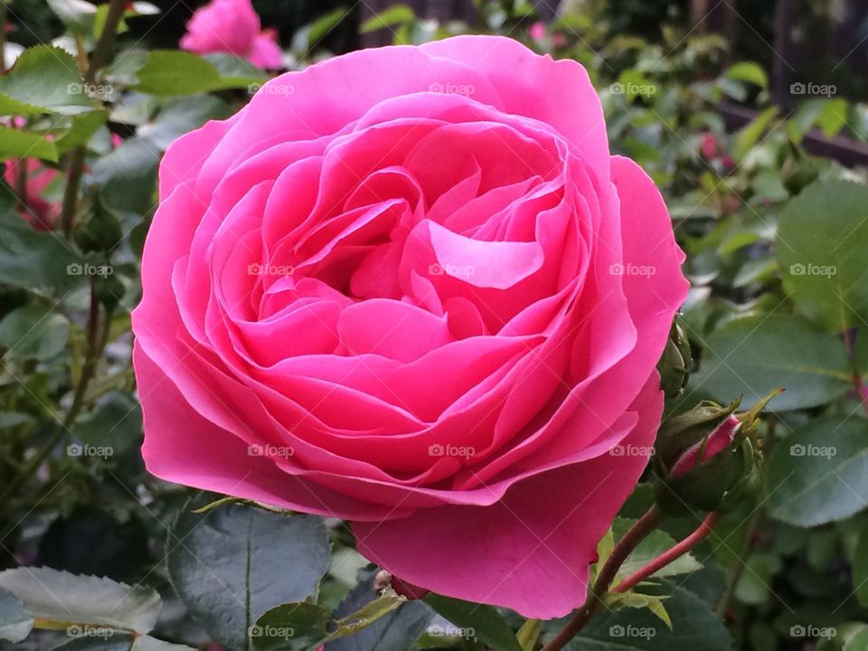 Pink rose