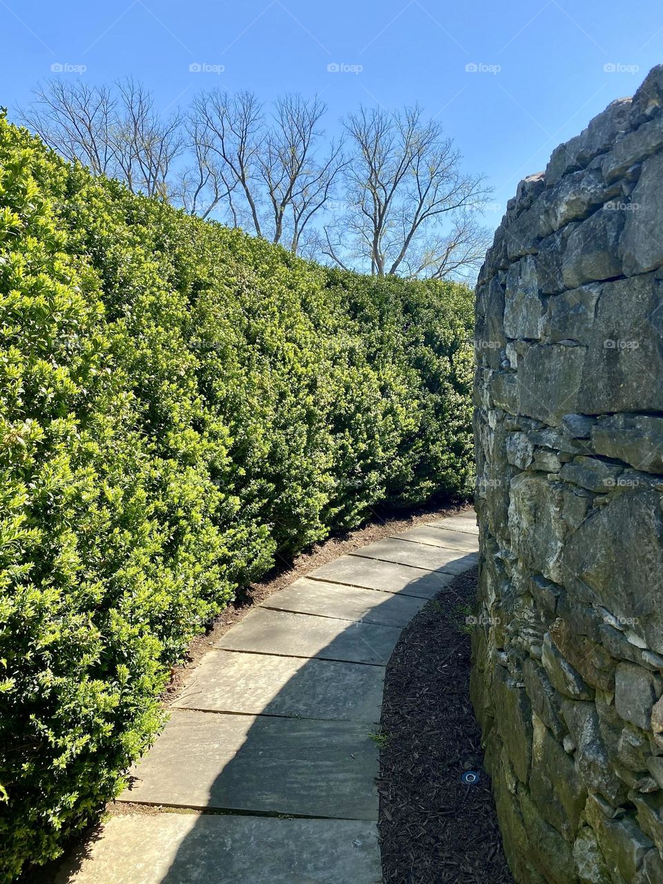 A pathway between hedges and a stone wall