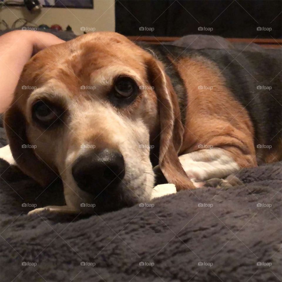 Who could ever say no to such a kind hearted pup. Bosco is the sweetest beagle there ever will be..show some love he needs new toys to play with ❤️
