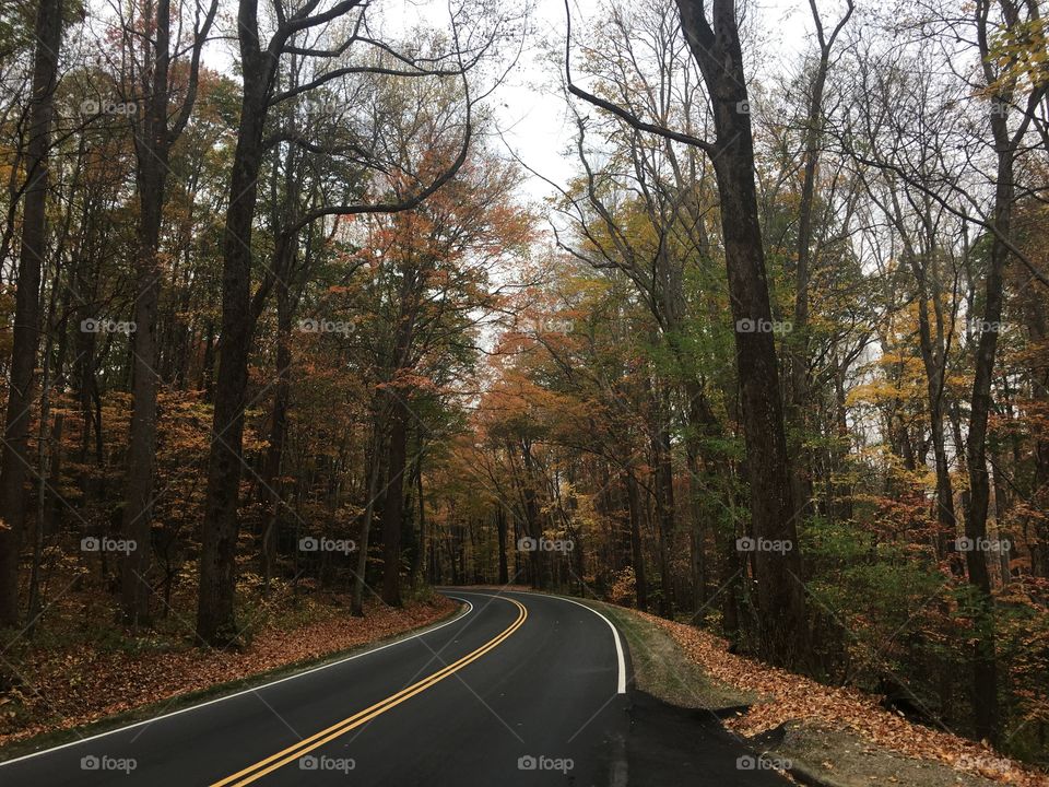 Road, Tree, Wood, Guidance, Landscape