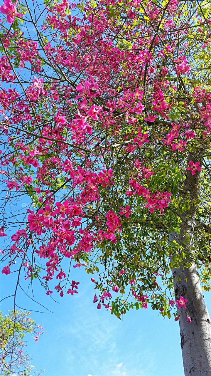 Jacaranda Blooms of Fall. Fall colors in southern California!