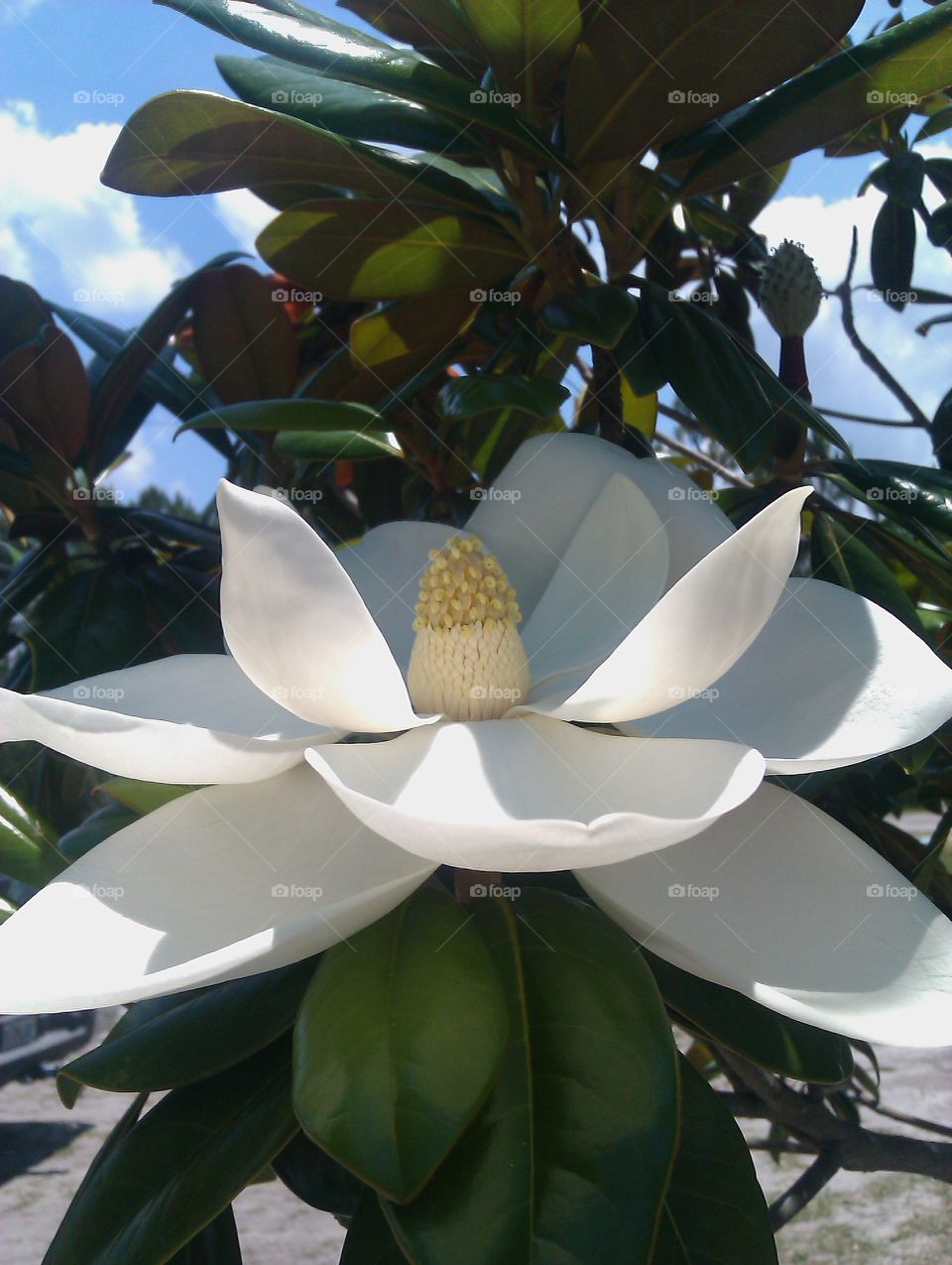 spring magnolia