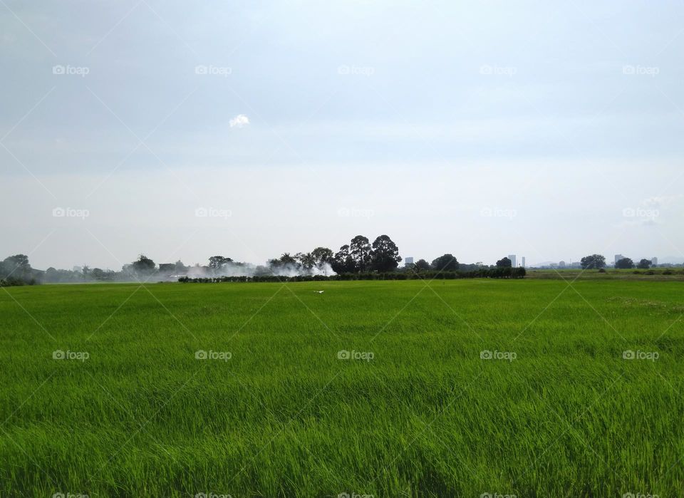 country side green rice field