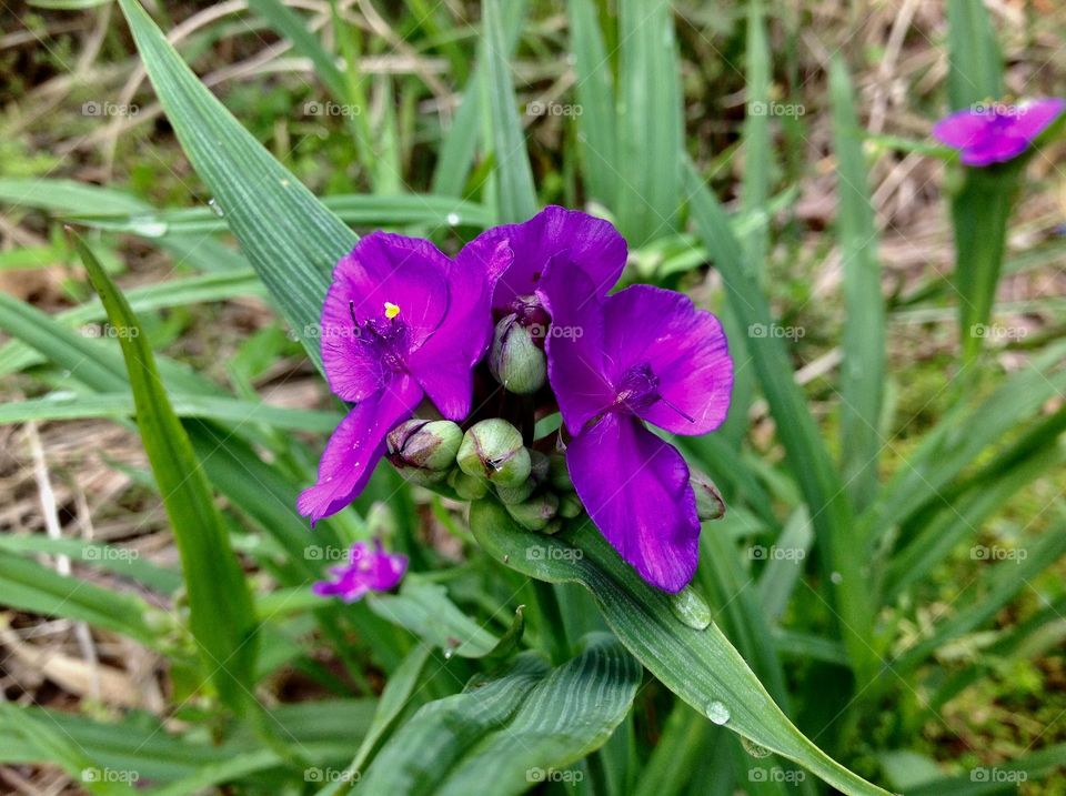 ツユクサ  Dayflower