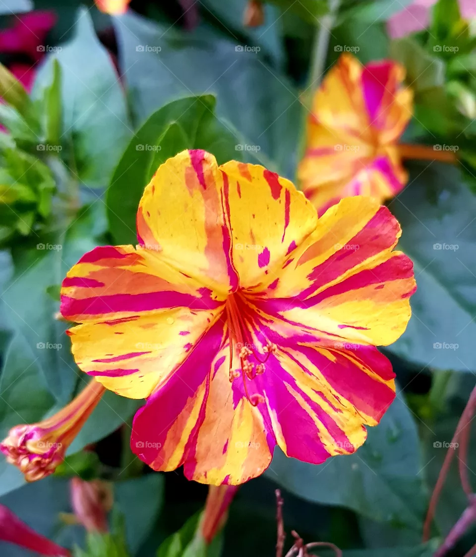 colorful flowers
