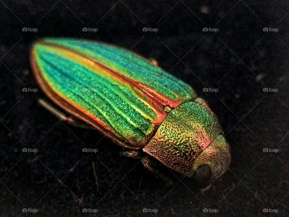 Rainbow beetle 