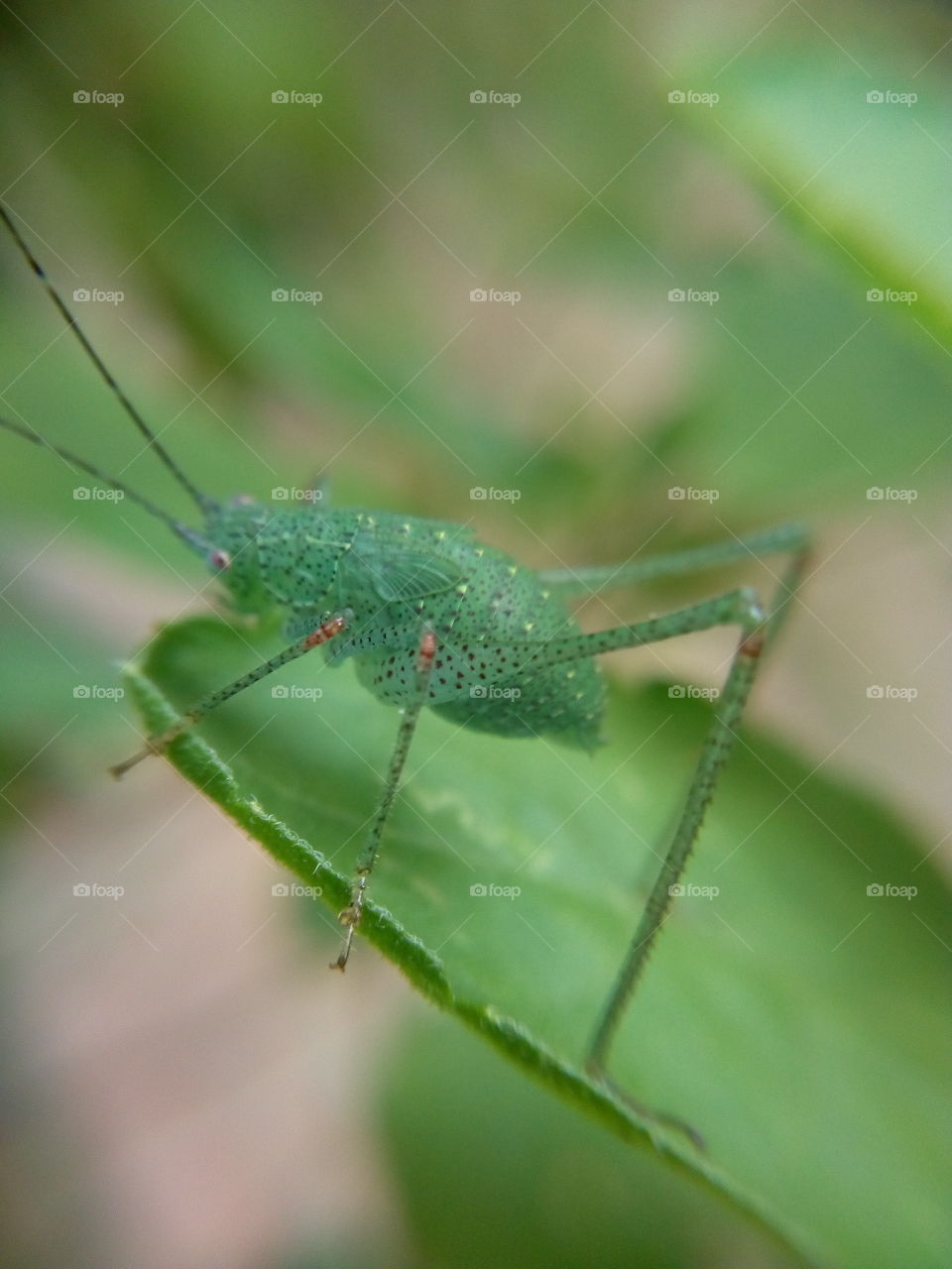 This Insect Have Red Knee.