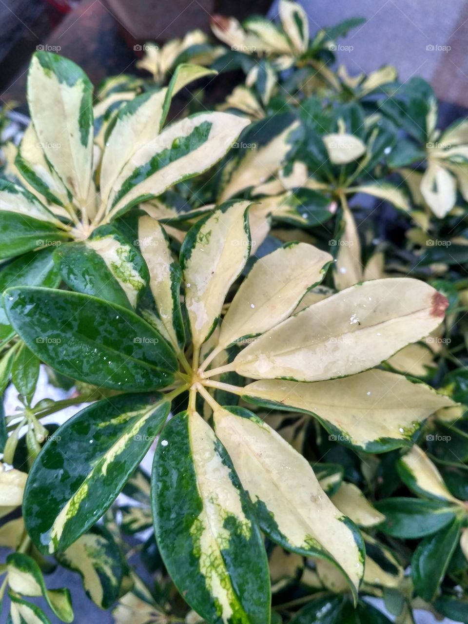 Double color leaves