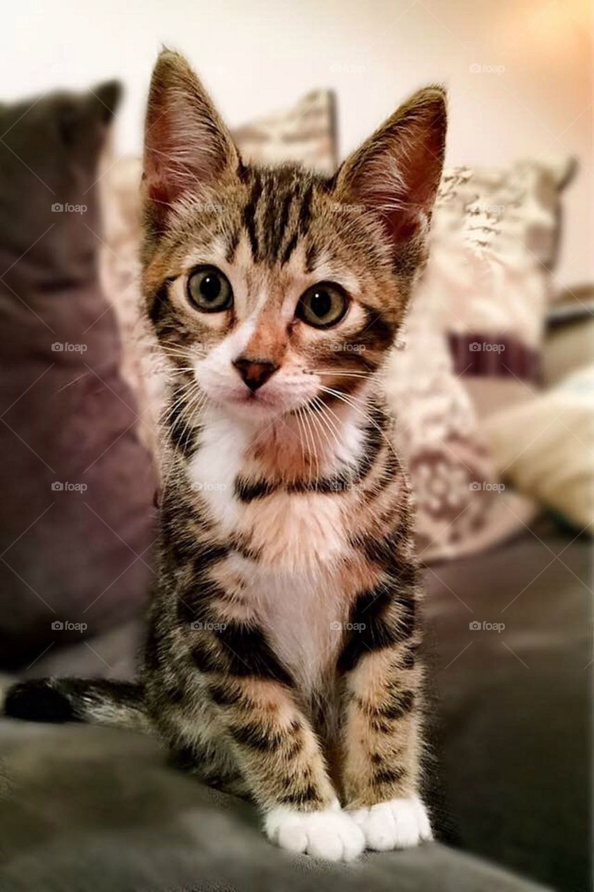 Cute baby kitten 