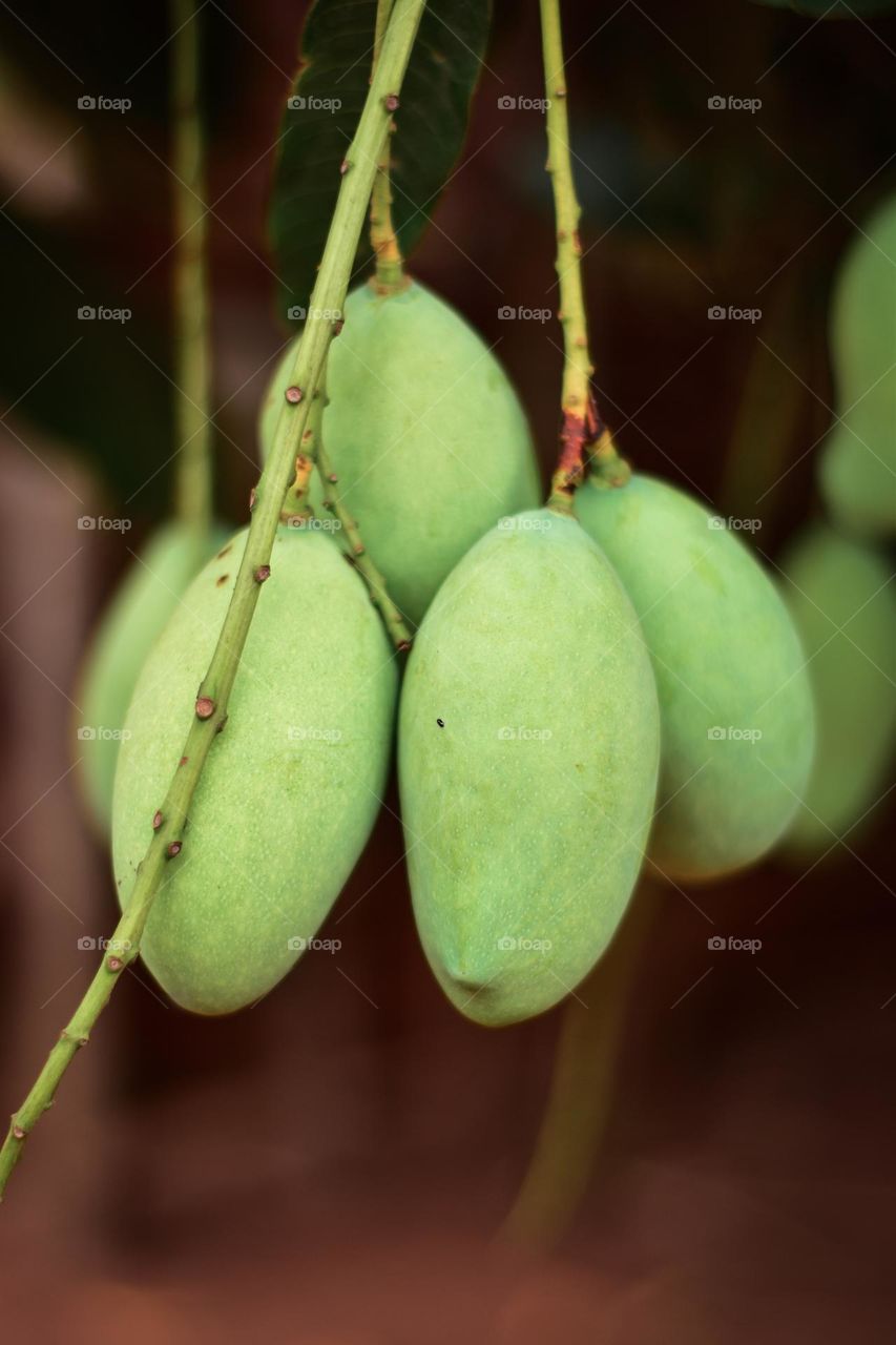 Have you seen this specie of mangoes you really need to try it