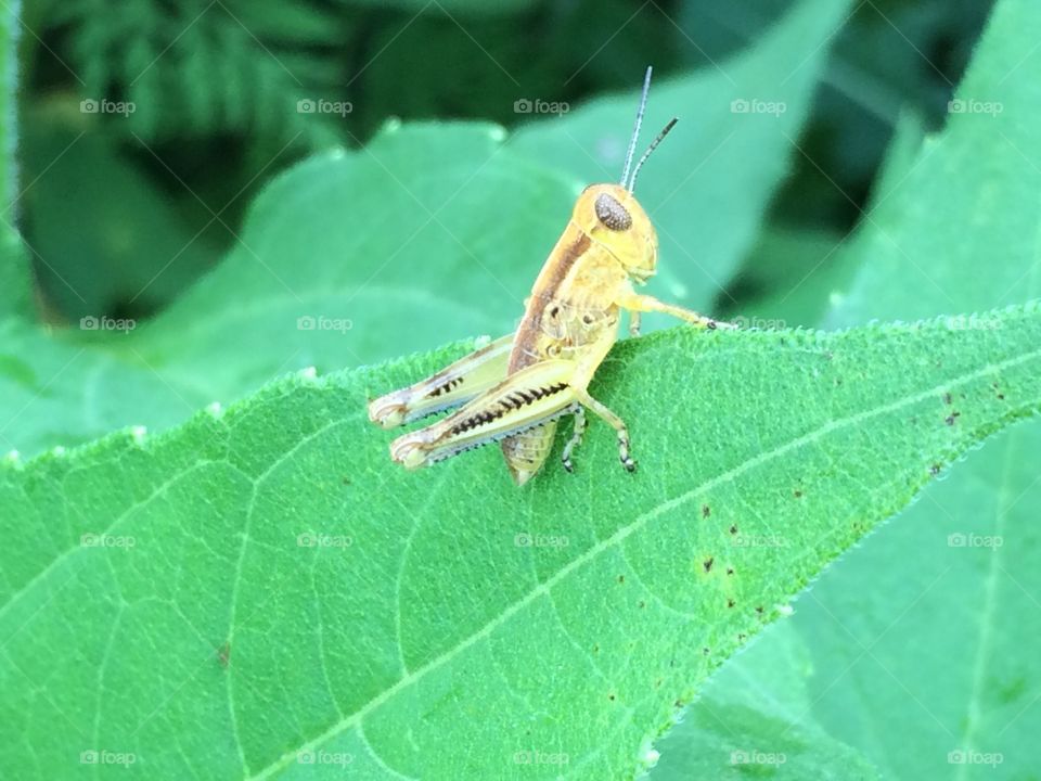 Golden Grasshopper 