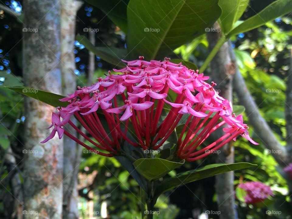 15+ Foto Bunga Asoka - Gambar Bunga Indah