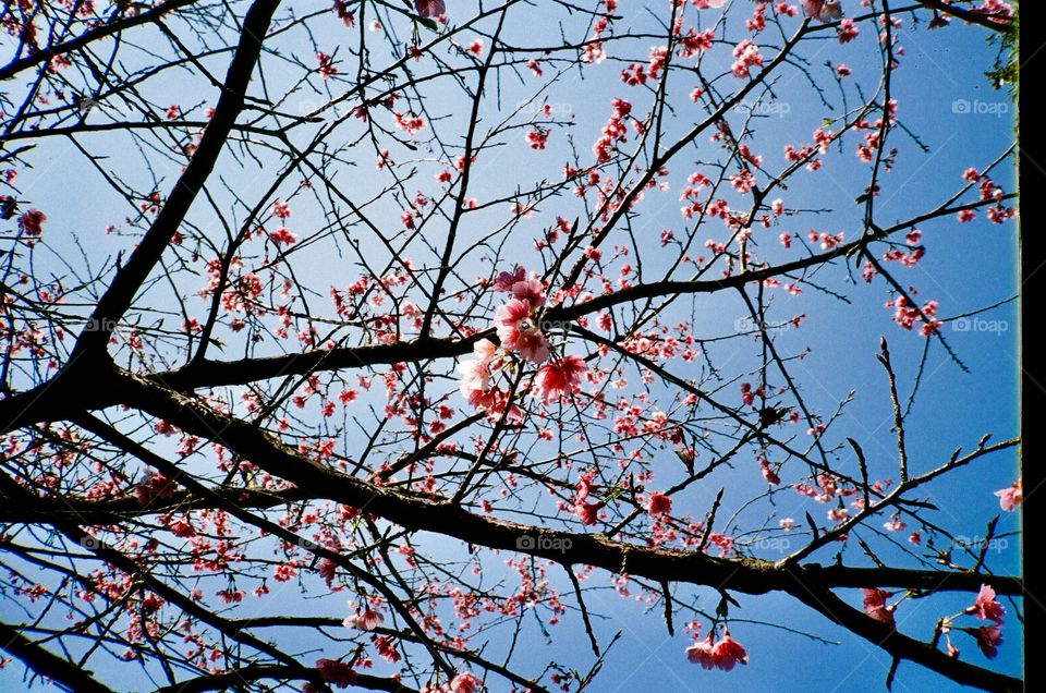 #traveltheworld #Sakura #flowers bloomed #Spring #filmphotography #Taiwan #FujifilmXtra400 #Konica現場監督35WB #フィルム 🌸群櫻爛漫春意濃