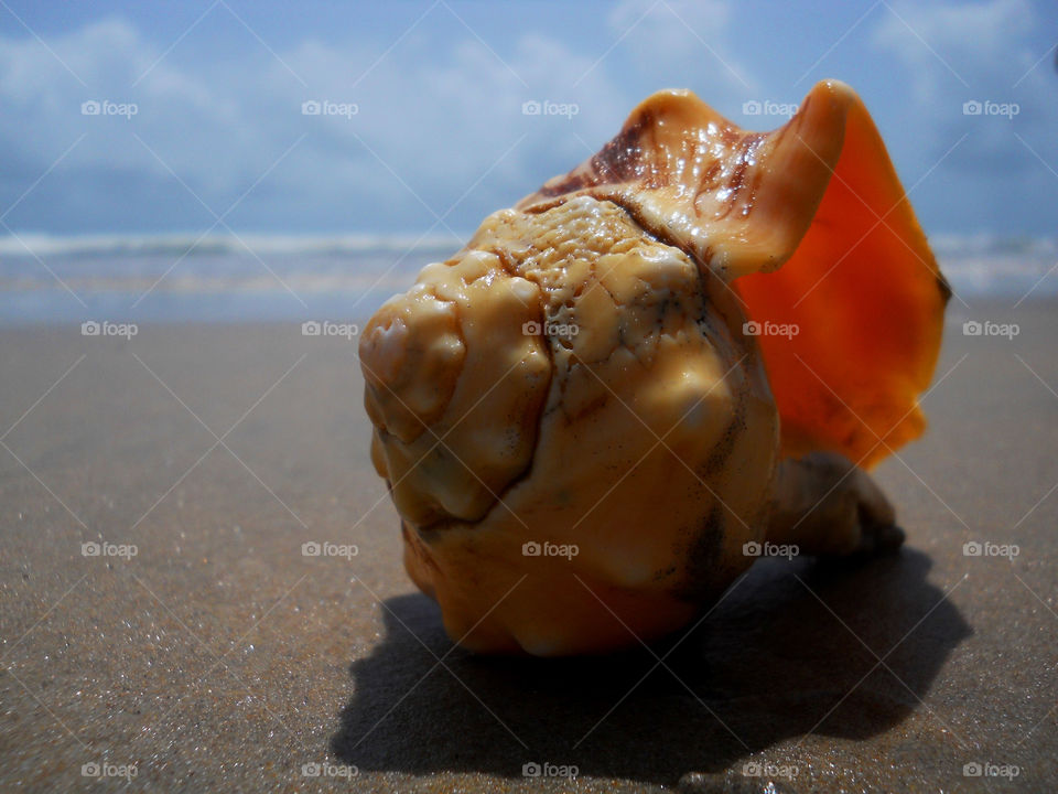 Conch shell at beach