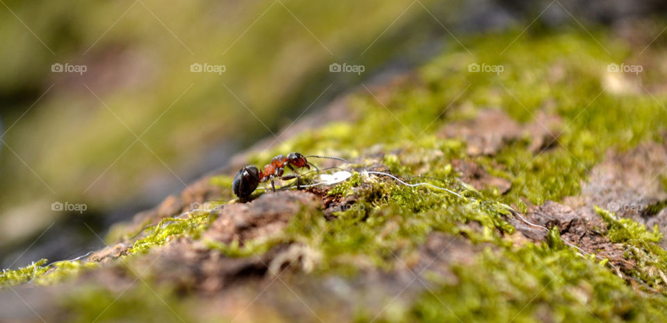 A tiny ant !