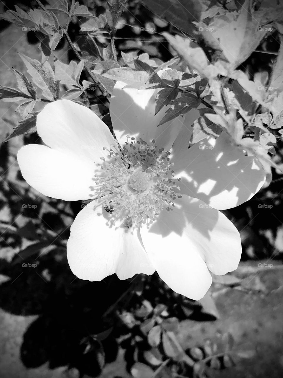 Black and white closeup of a McCartney rose growing through the cattle guard - I liked the shadows 🤍