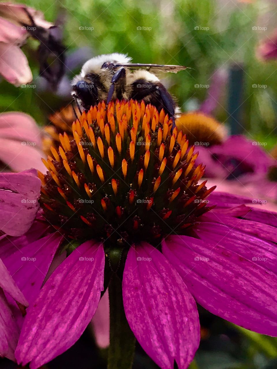 Busy bee