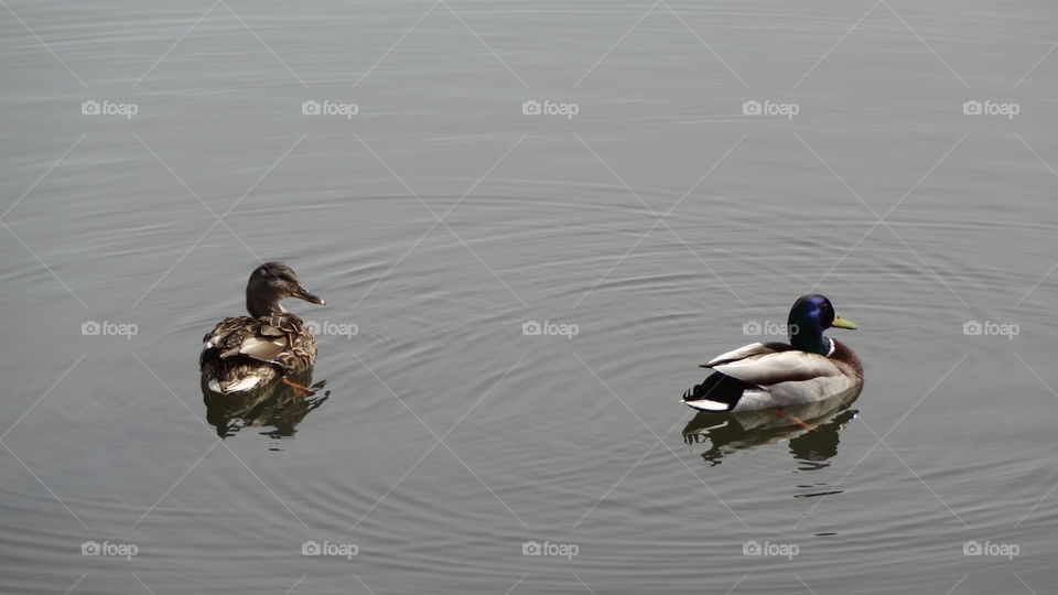 Two Ducks in a Lake