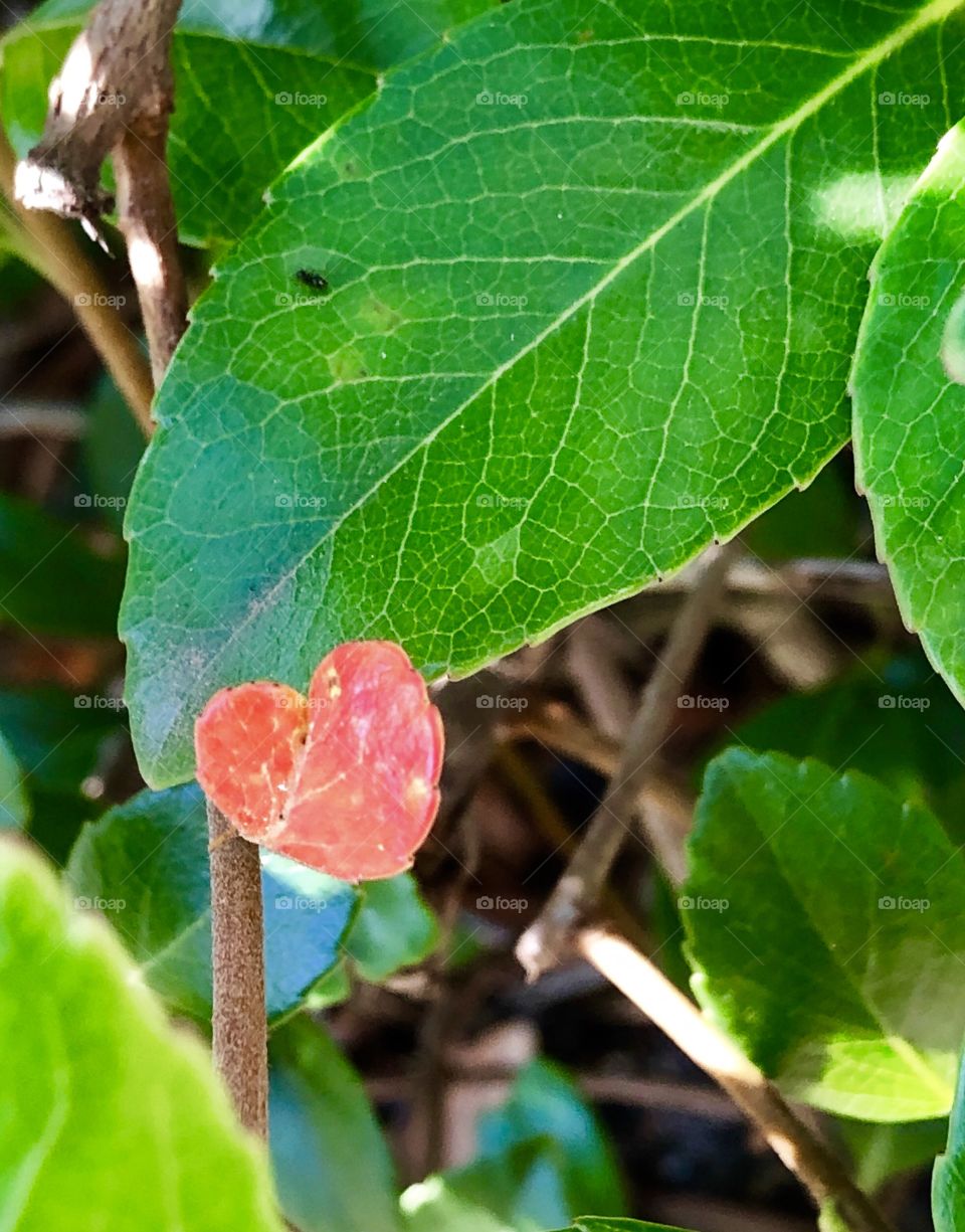 I love letting random hearts in nature find me.