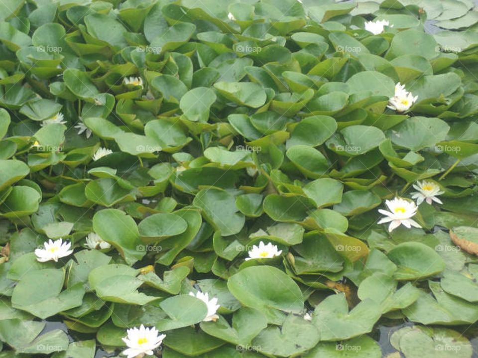 Relaxing on the lake with water lilies