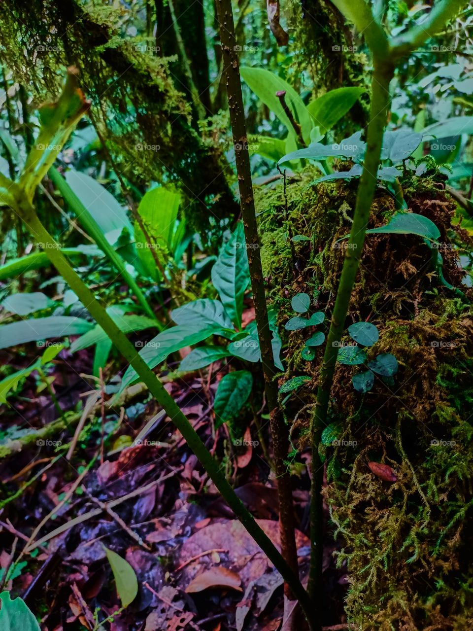 Cobra lily (Arisaema sp) growing in tropical forest of North sumatra, Indonesia