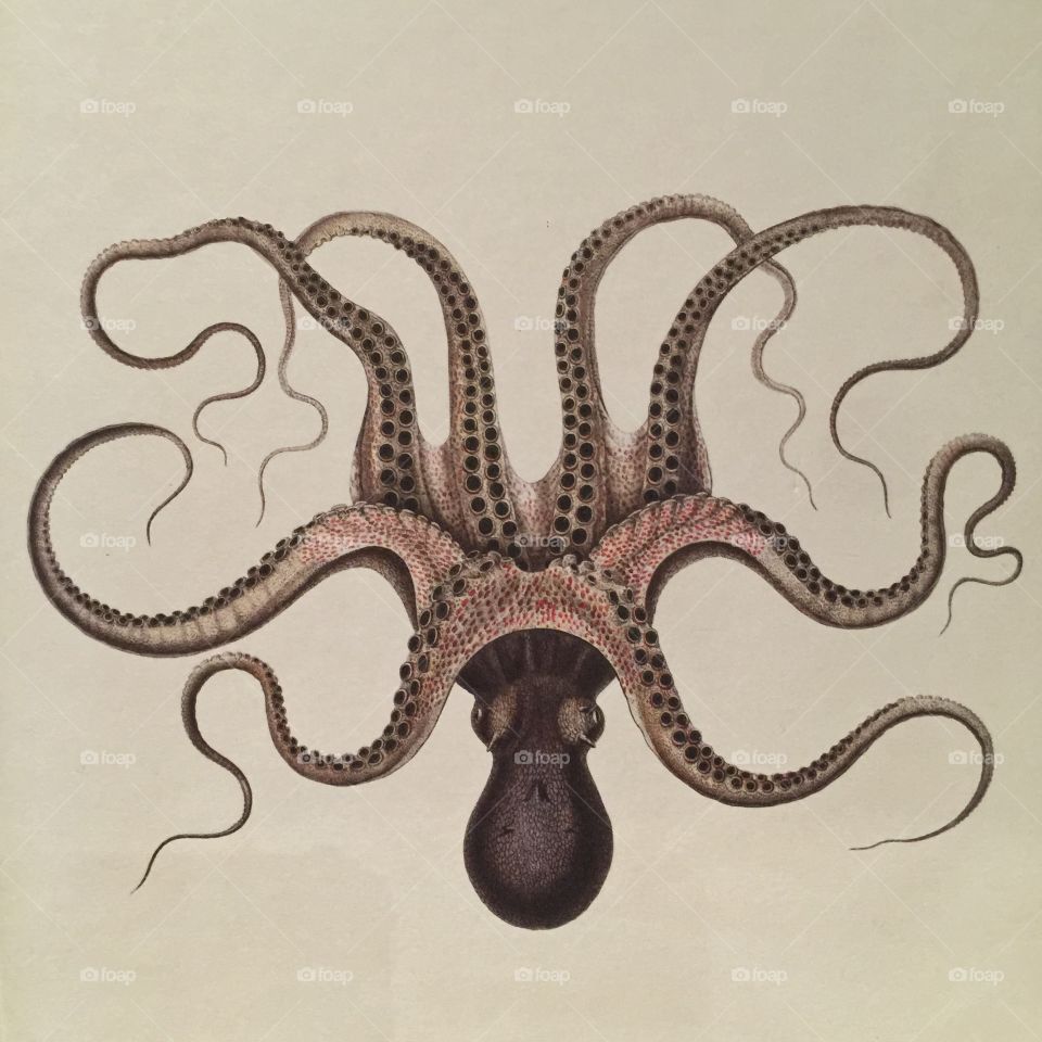 Octopus