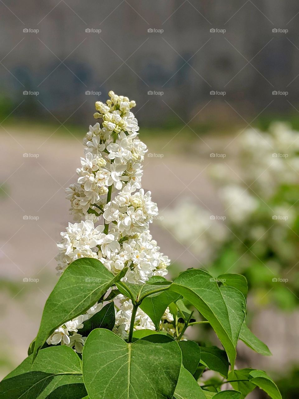 white lilac