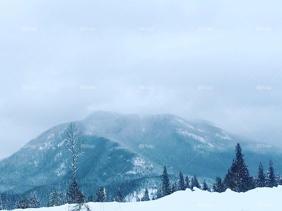 Caribou mountains during a snow storm, got about 40cm of snow. Wells bc