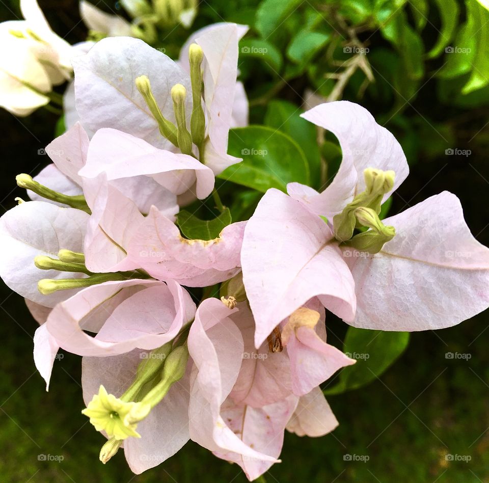 As Plantas do Brasil são maravilhosas: neste clique fotográfico, as flores da Primavera com suas pétalas de cor lilás. Nesta estação do ano (com nome homônimo), elas florescem espetacularmente!