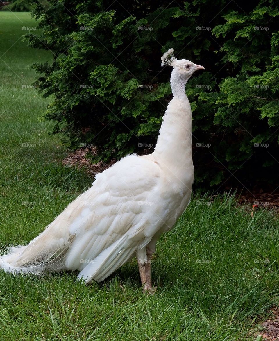White peacock #a5304