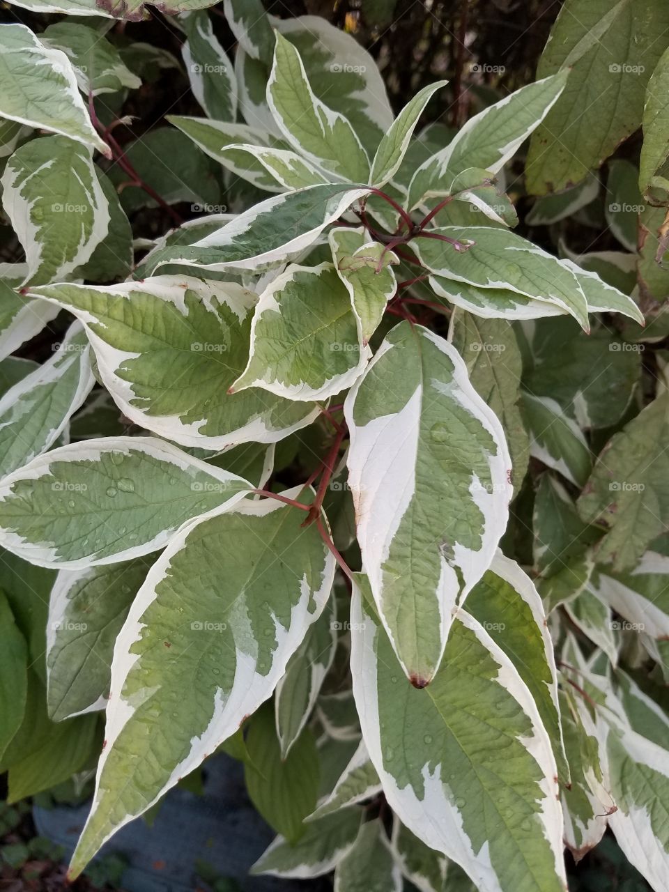 Dew on leaves