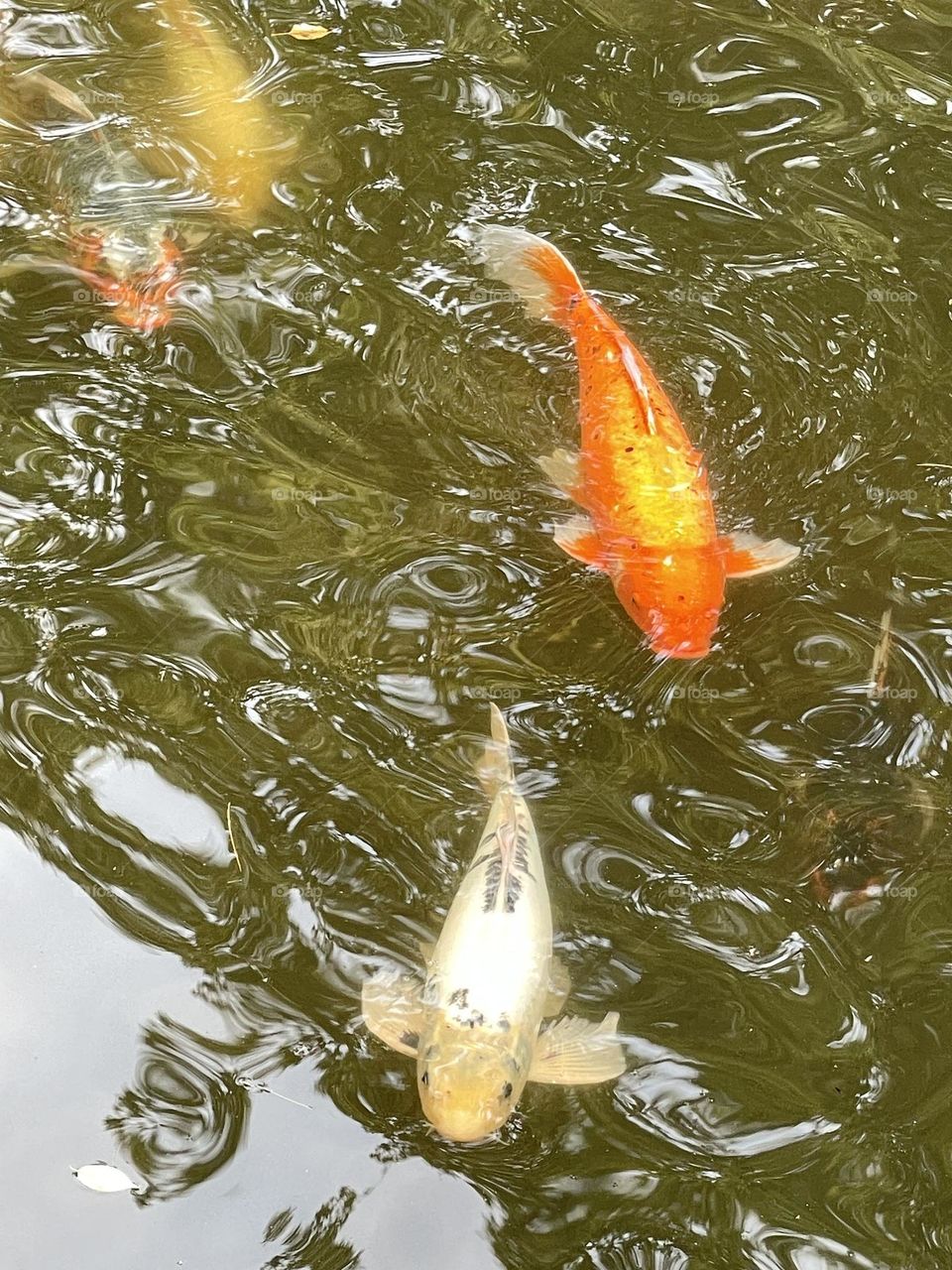 Fishes 