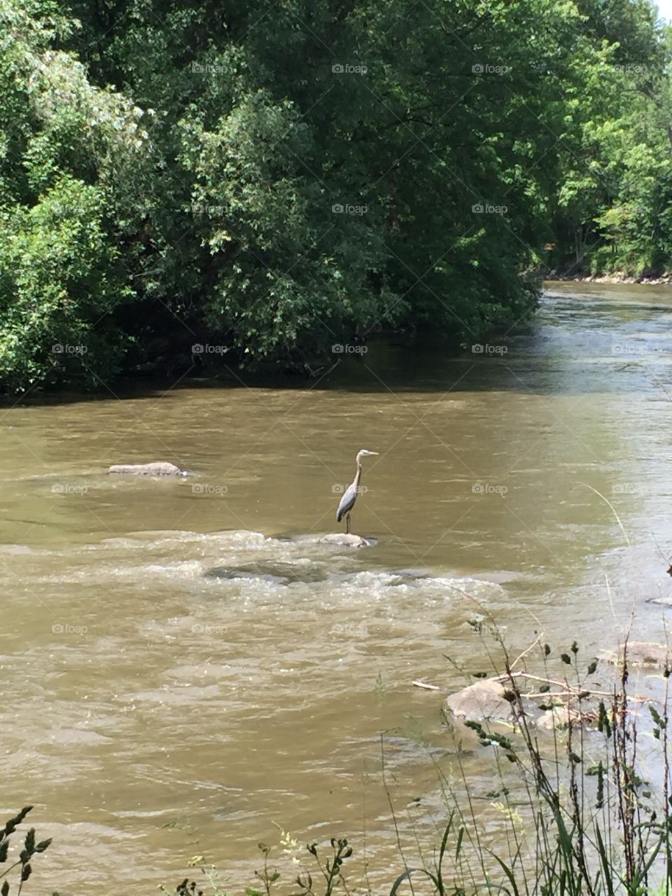 Resting blue heron...