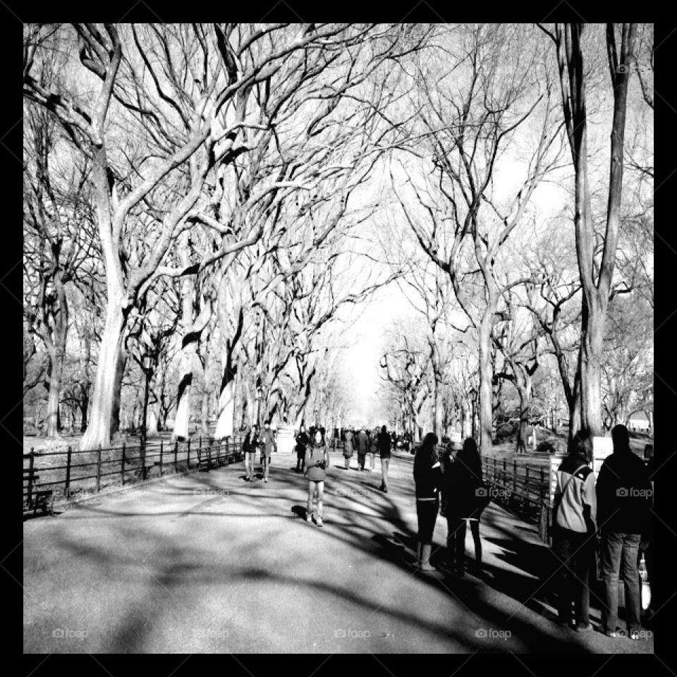 nyc central park park trees by mrsmian