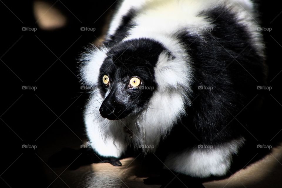 As this beautiful black & white Ring-tailed lemur came out of his enclosure, the bright sun focused directly on him intensified his appearance by naturally creating gorgeous highlights & deep shadows. 