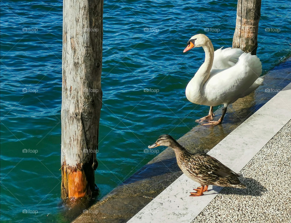 Swan and duck standing beside the sea port looking at the beautiful sea waves.