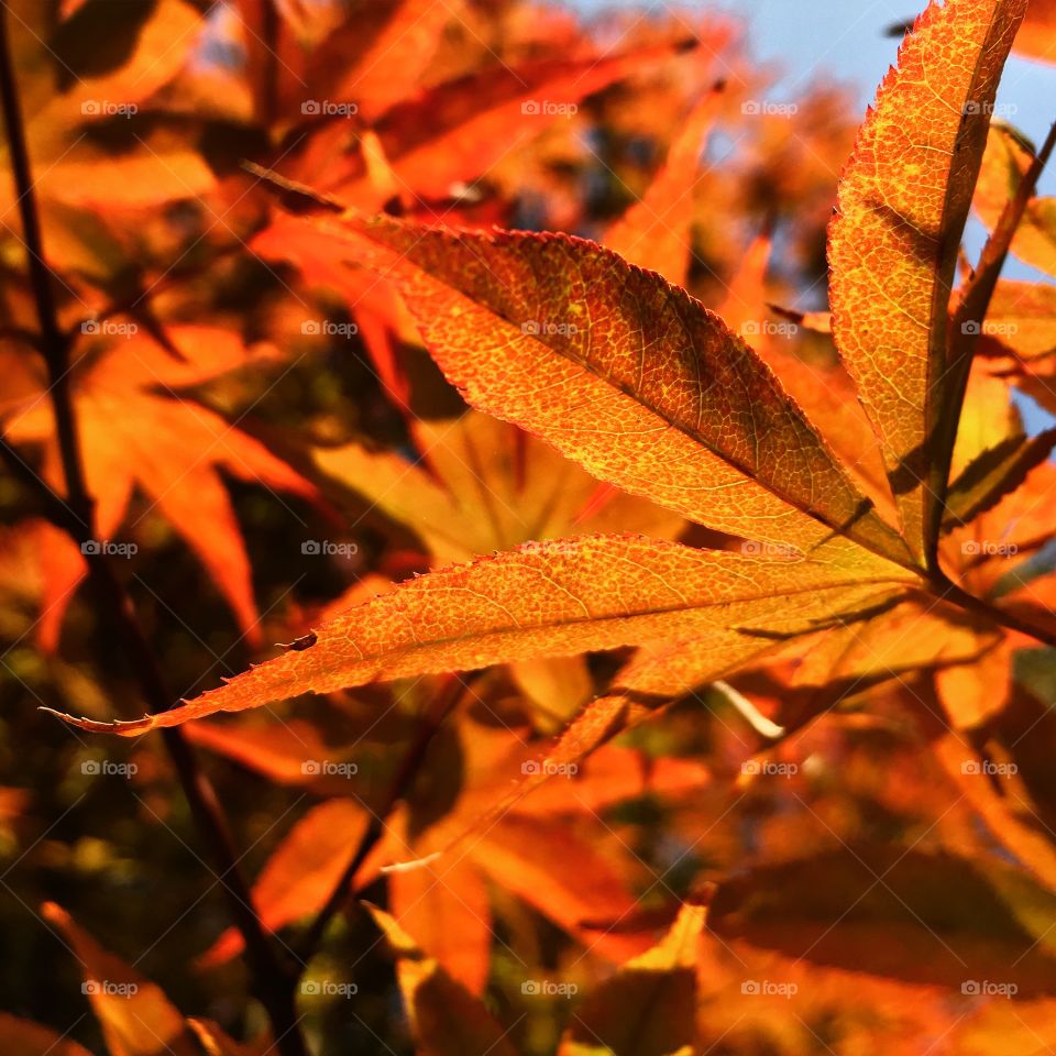 Changing Leaves in North Carolina