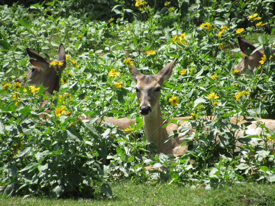 Deer in the flowers